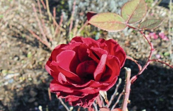 „Des Sommers letzte Rose“, schreibt uns Walter Kasper und schickt uns dieses hübsche Motiv aus Vaihingen.