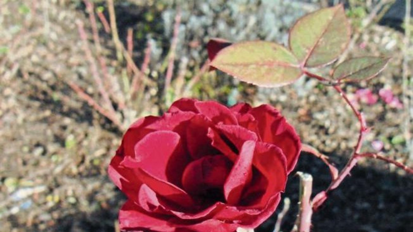 „Des Sommers letzte Rose“, schreibt uns Walter Kasper und schickt uns dieses hübsche Motiv aus Vaihingen. „Des Sommers letzte Rose“, schreibt uns Walter Kasper und schickt uns dieses hübsche Motiv aus Vaihingen.
