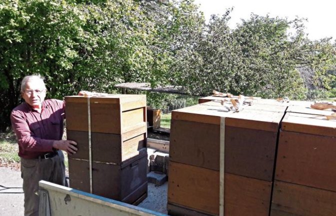 Die Wanderung der Bienen ist vorüber, der Vaihinger Imker Gerhard Haffner bringt seine Völker aus dem Nordschwarzwald wieder heim, wie hier nach Aurich – Bienenstiche der nicht süßen Art inklusive. Aber das macht dem Imker nichts. Er hält sich außerdem mit Bienenprodukten wie Propolis fit, lässt er wissen. Viel Arbeit steht den Imkern nun bevor, denn mit der Wintervorbereitung beginnt das neue Bienenjahr. Foto: Rücker