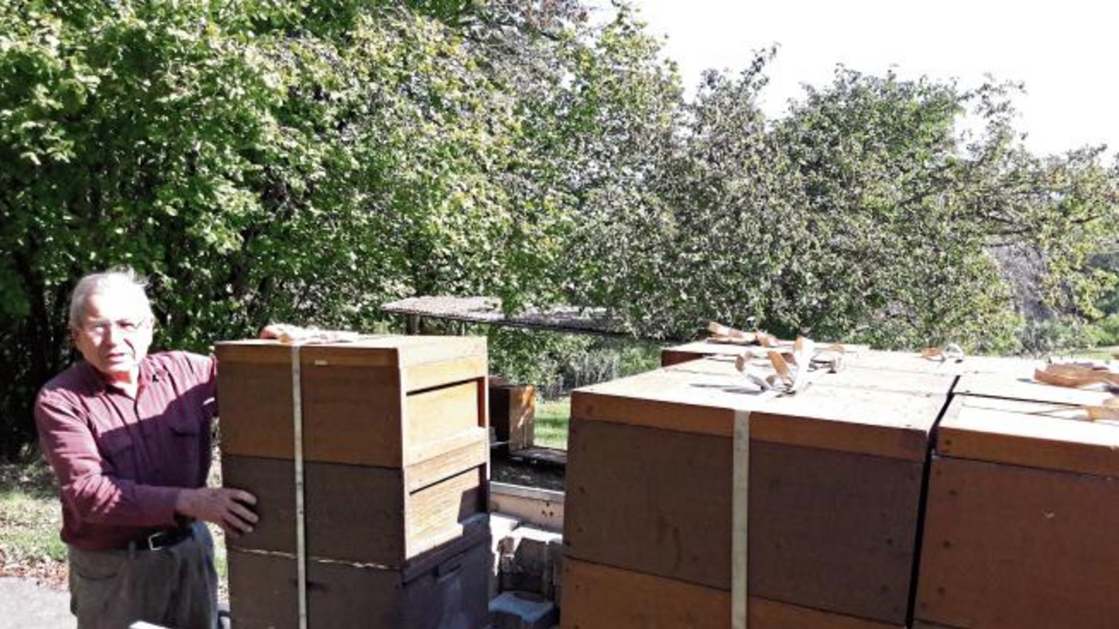 Die Wanderung der Bienen ist vorüber, der Vaihinger Imker Gerhard Haffner bringt seine Völker aus dem Nordschwarzwald wieder heim, wie hier nach Aurich – Bienenstiche der nicht süßen Art inklusive. Aber das macht dem Imker nichts. Er hält sich außerdem mit Bienenprodukten wie Propolis fit, lässt er wissen. Viel Arbeit steht den Imkern nun bevor, denn mit der Wintervorbereitung beginnt das neue Bienenjahr. Foto: Rücker Die Wanderung der Bienen ist vorüber, der Vaihinger Imker Gerhard Haffner bringt seine Völker aus dem Nordschwarzwald wieder heim, wie hier nach Aurich – Bienenstiche der nicht süßen Art inklusive. Aber das macht dem Imker nichts. Er hält sich außerdem mit Bienenprodukten wie Propolis fit, lässt er wissen. Viel Arbeit steht den Imkern nun bevor, denn mit der Wintervorbereitung beginnt das neue Bienenjahr. Foto: Rücker