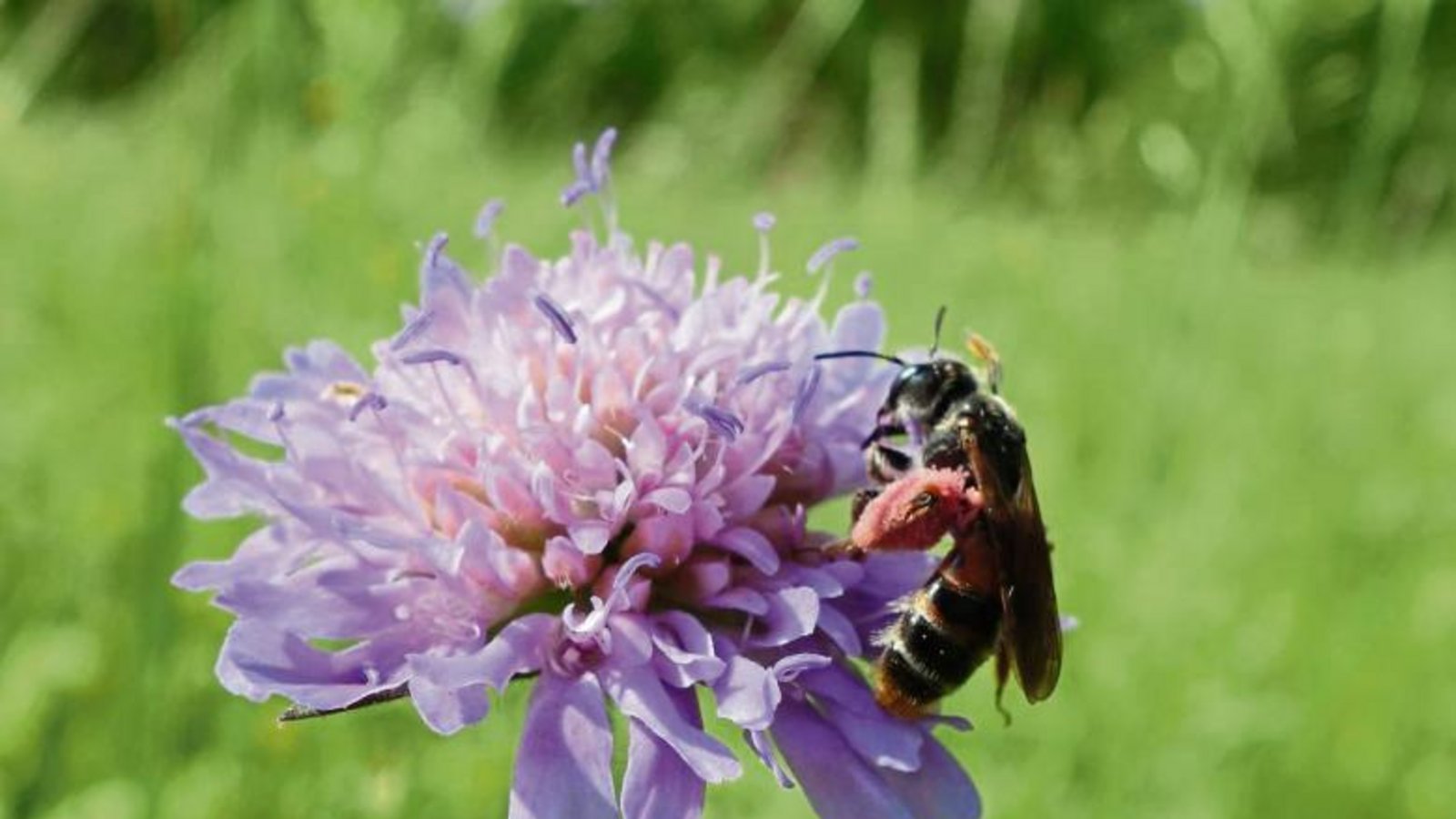 Gestatten – Knautien-Sandbiene, Wildbiene des Jahres, Erkennungsmerkmal: rote Hosen.