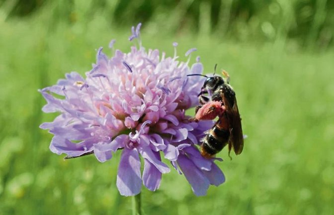 Gestatten – Knautien-Sandbiene, Wildbiene des Jahres, Erkennungsmerkmal: rote Hosen.