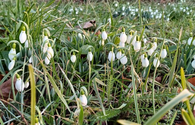 Da lacht das Herz, die ersten Schneeglöckchen gucken raus.  <span class='image-autor'>Foto: Rücker</span>