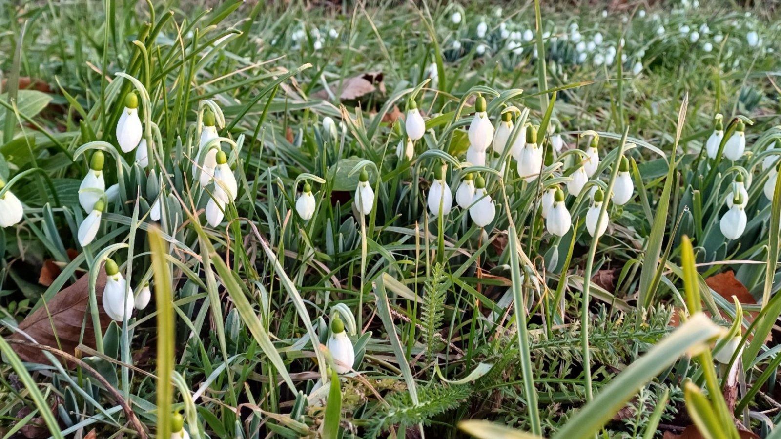Da lacht das Herz, die ersten Schneeglöckchen gucken raus.  Foto: Rücker