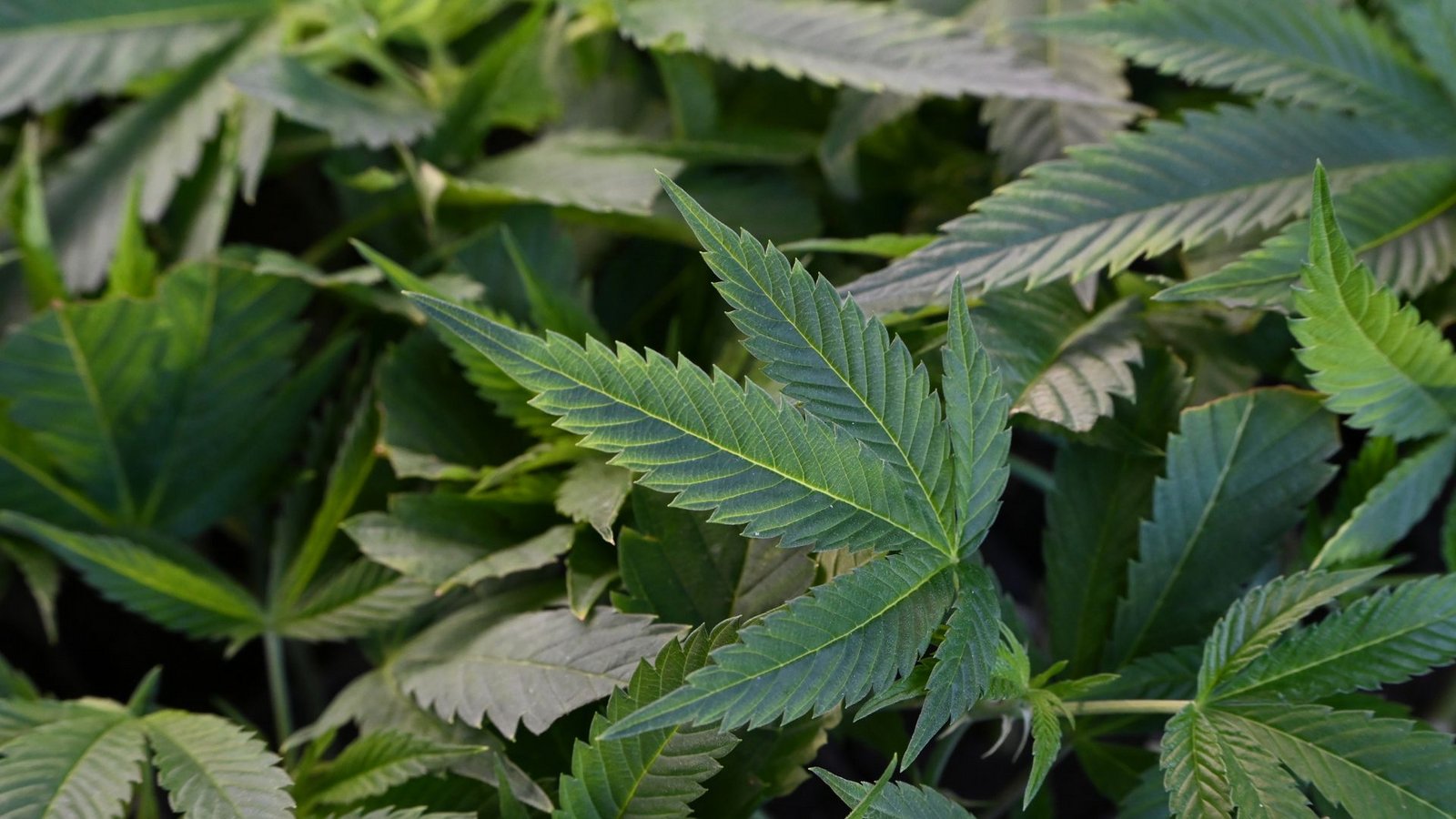 Die Polizei hat in Göppingen eine Cannabis-Plantage gefunden (Symbolbild).Foto: Michael Brandt/dpa Die Polizei hat in Göppingen eine Cannabis-Plantage gefunden (Symbolbild).Foto: Michael Brandt/dpa