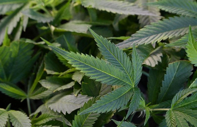 Die Polizei hat in Göppingen eine Cannabis-Plantage gefunden (Symbolbild).<span class='image-autor'>Foto: Michael Brandt/dpa</span>