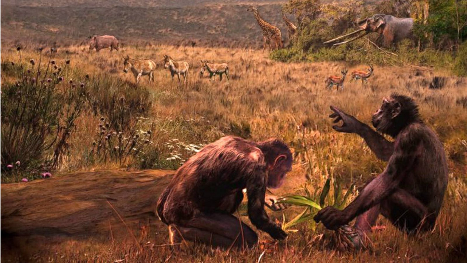War er der letzte gemeinsame Vorfahre? Graecopithecus freybergi – Spitzname El Graeco – hat vor 7,2 Millionen Jahren in einer staubbelasteten Savannen-Landschaft rund um das heutige Athen gelebt. Der Künstler Velizar Simeonovski hat dieses Gemälde nach wissenschaftlichen Vorgaben von Madelaine Böhme und Nikolai Spassov erstellt.Foto: Velizar Simeonovski/Madelaine Böhme/Universität Tübingen War er der letzte gemeinsame Vorfahre? Graecopithecus freybergi – Spitzname El Graeco – hat vor 7,2 Millionen Jahren in einer staubbelasteten Savannen-Landschaft rund um das heutige Athen gelebt. Der Künstler Velizar Simeonovski hat dieses Gemälde nach wissenschaftlichen Vorgaben von Madelaine Böhme und Nikolai Spassov erstellt.Foto: Velizar Simeonovski/Madelaine Böhme/Universität Tübingen