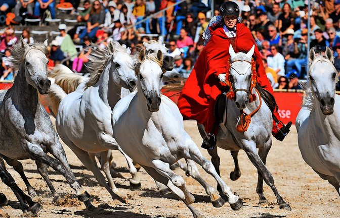 Galopp der  „Silbernen Herde“ mit  heißblütigen Arabern<span class='image-autor'>Foto: Stephan Kube</span>