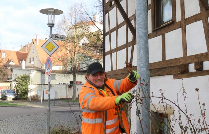 Auf dass die Rosen unterm Kaltenstein bald wieder schön blühen, setzt der Gärtner des Vaihinger Bauhofs die Gartenschere an.  <span class='image-autor'>Foto: Rücker</span>