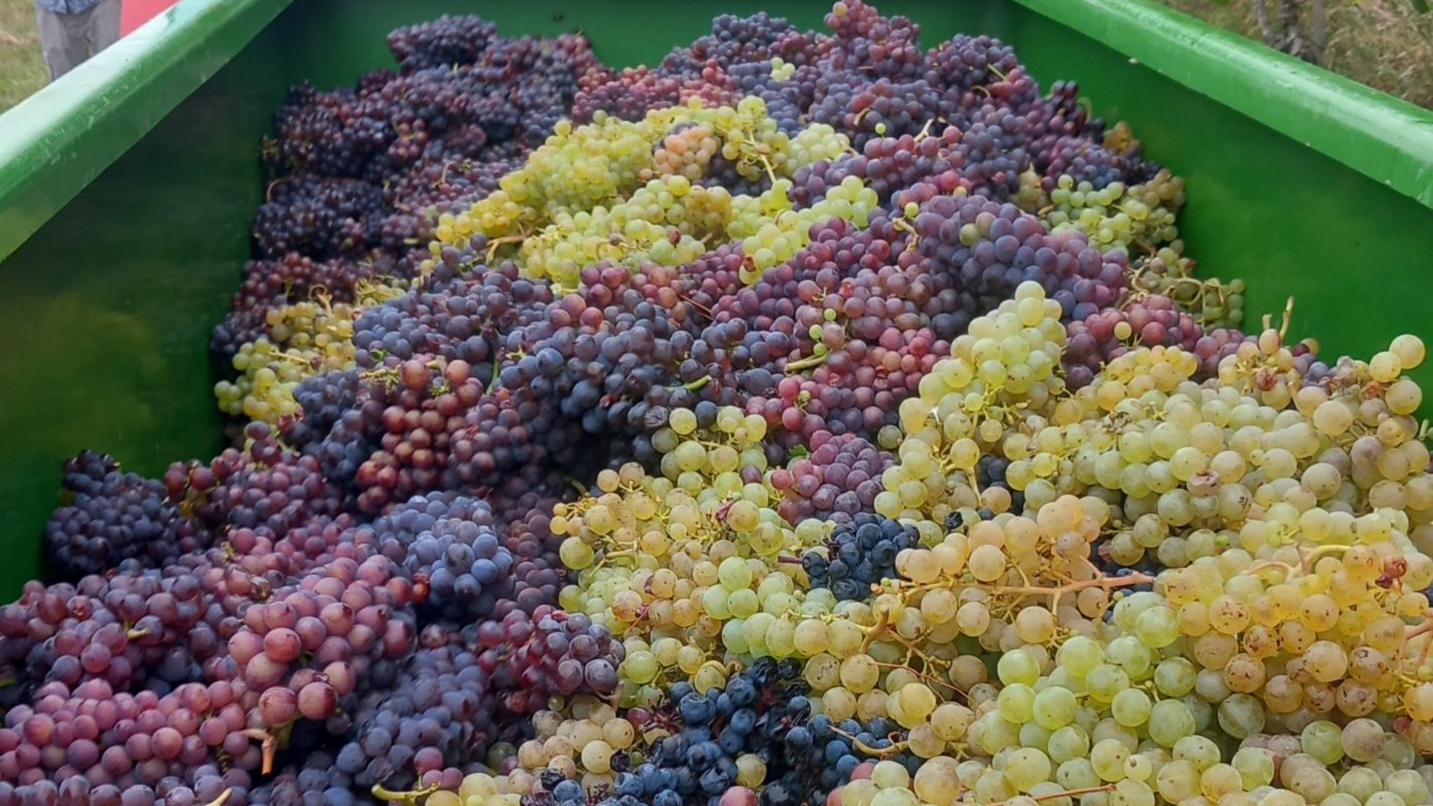 Die Beeren für den Schillerwein der Stadt Vaihingen. Foto: p Die Beeren für den Schillerwein der Stadt Vaihingen. Foto: p