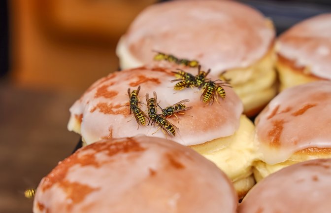 Wespen lieben Kaffee und Kuchen genauso wie wir.<span class='image-autor'>Foto: Brookgardener / shutterstock.com</span>