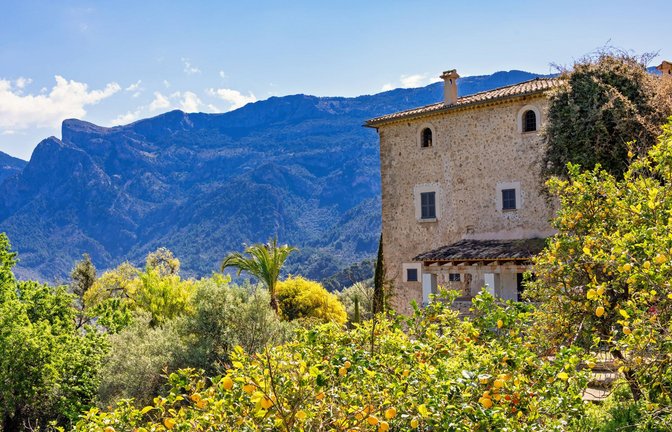 Nicht Italien und nicht der Orient: „Kennst du das Land, wo die Zitronen blühen?“<span class='image-autor'>Foto: IMAGO/Zoonar</span>