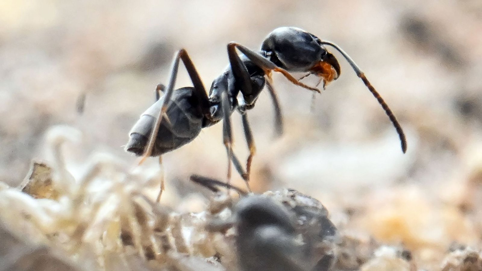 Ameisen sind nützliche Tiere. Doch sie können auch zum Problem werden. Um zu wissen, ob man sich Hilfe holen sollte, ist eine Sache unerlässlich.Foto: dpa/Uli Deck Ameisen sind nützliche Tiere. Doch sie können auch zum Problem werden. Um zu wissen, ob man sich Hilfe holen sollte, ist eine Sache unerlässlich.Foto: dpa/Uli Deck