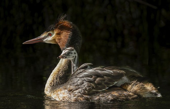 Schwimmhilfe: Wenn die Jungen der Haubentaucher auf der Welt sind, sitzen sie gern  auf dem Rücken eines Elternteils.<span class='image-autor'>Foto: dpa/Peter Foulds</span>