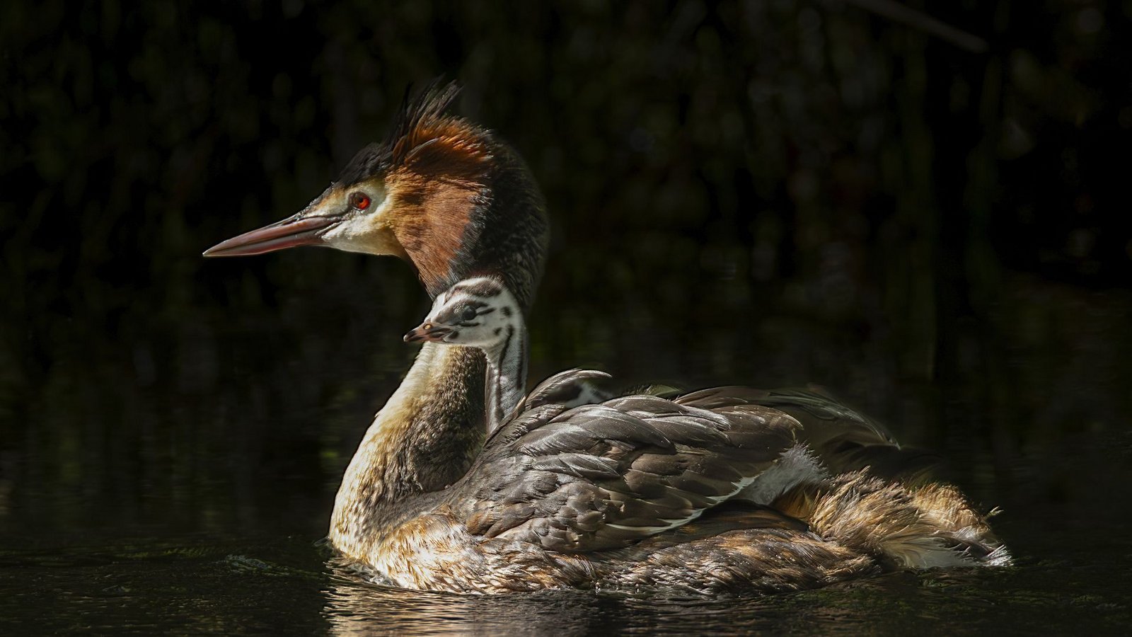 Schwimmhilfe: Wenn die Jungen der Haubentaucher auf der Welt sind, sitzen sie gern auf dem Rücken eines Elternteils.Foto: dpa/Peter Foulds Schwimmhilfe: Wenn die Jungen der Haubentaucher auf der Welt sind, sitzen sie gern auf dem Rücken eines Elternteils.Foto: dpa/Peter Foulds