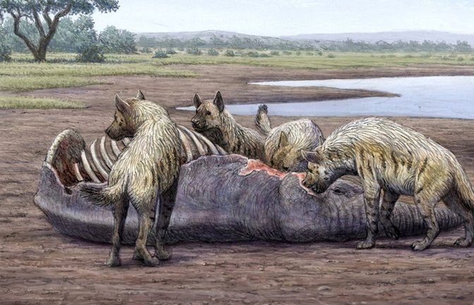 Festmahl für Hyänen: Vor 1,4 Millionen Jahren starben in einem Gebiet beim heutigen Granada in Südspanienviele Mammuts und andere Großsäuger.<span class='image-autor'>Foto: © Dibujo Mauricio Antón Hienas/ Mamut-Color</span>