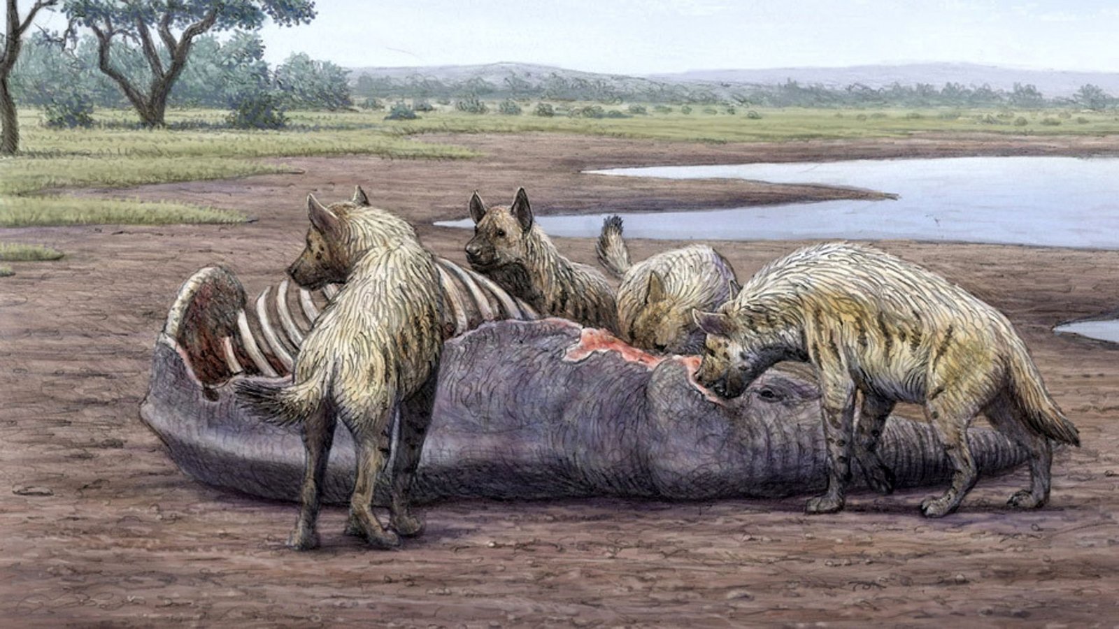 Festmahl für Hyänen: Vor 1,4 Millionen Jahren starben in einem Gebiet beim heutigen Granada in Südspanienviele Mammuts und andere Großsäuger.Foto: © Dibujo Mauricio Antón Hienas/ Mamut-Color
