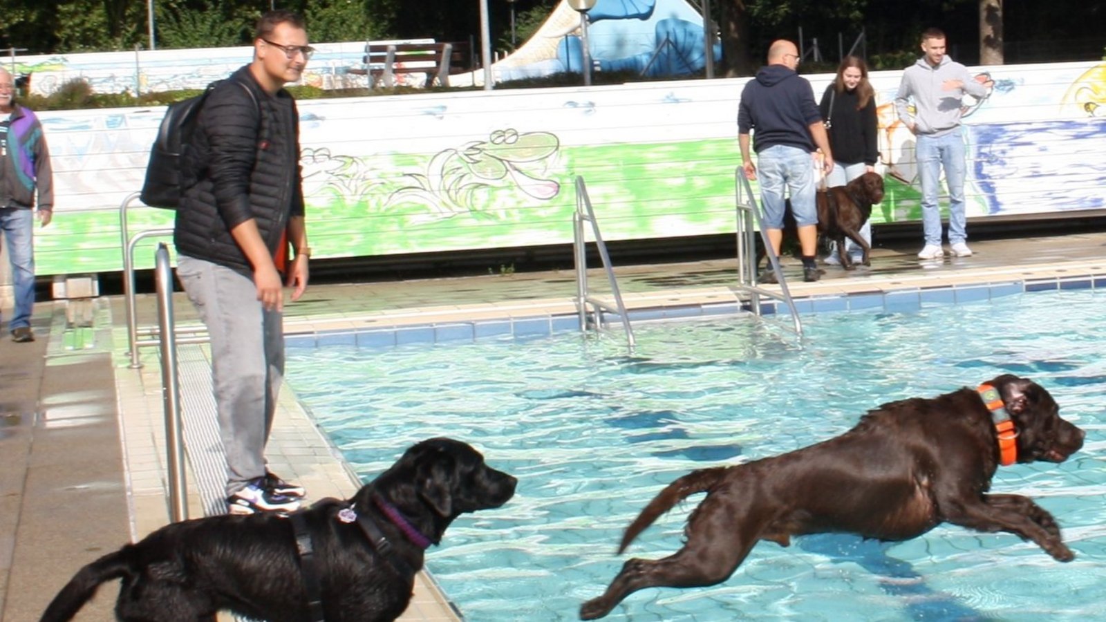 Milo (springend) liebt es, im Wasser zu toben. Fast hundert Vierbeiner sind am Samstag zum Vaihinger Hundebadetag ins Enztalbad gekommen. Fotos: Mross