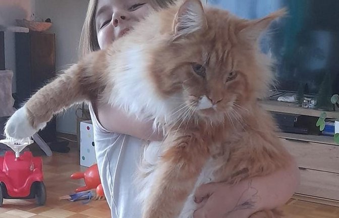 Das Rätsel um das Tier „Im Kasten“ vom Samstag ist gelöst: Familie Grundgeiger aus Aurich hat ihren Maine-Coon-Kater erkannt. Der „Kleine“ ist erst ein Jahr alt und sieben Kilogramm schwer – die Kater können laut Papa Grundgeiger bis zu zwölf Kilogramm schwer werden. Noch kann Töchterchen Marie den Burschen lupfen.  <span class='image-autor'>Foto: p</span>