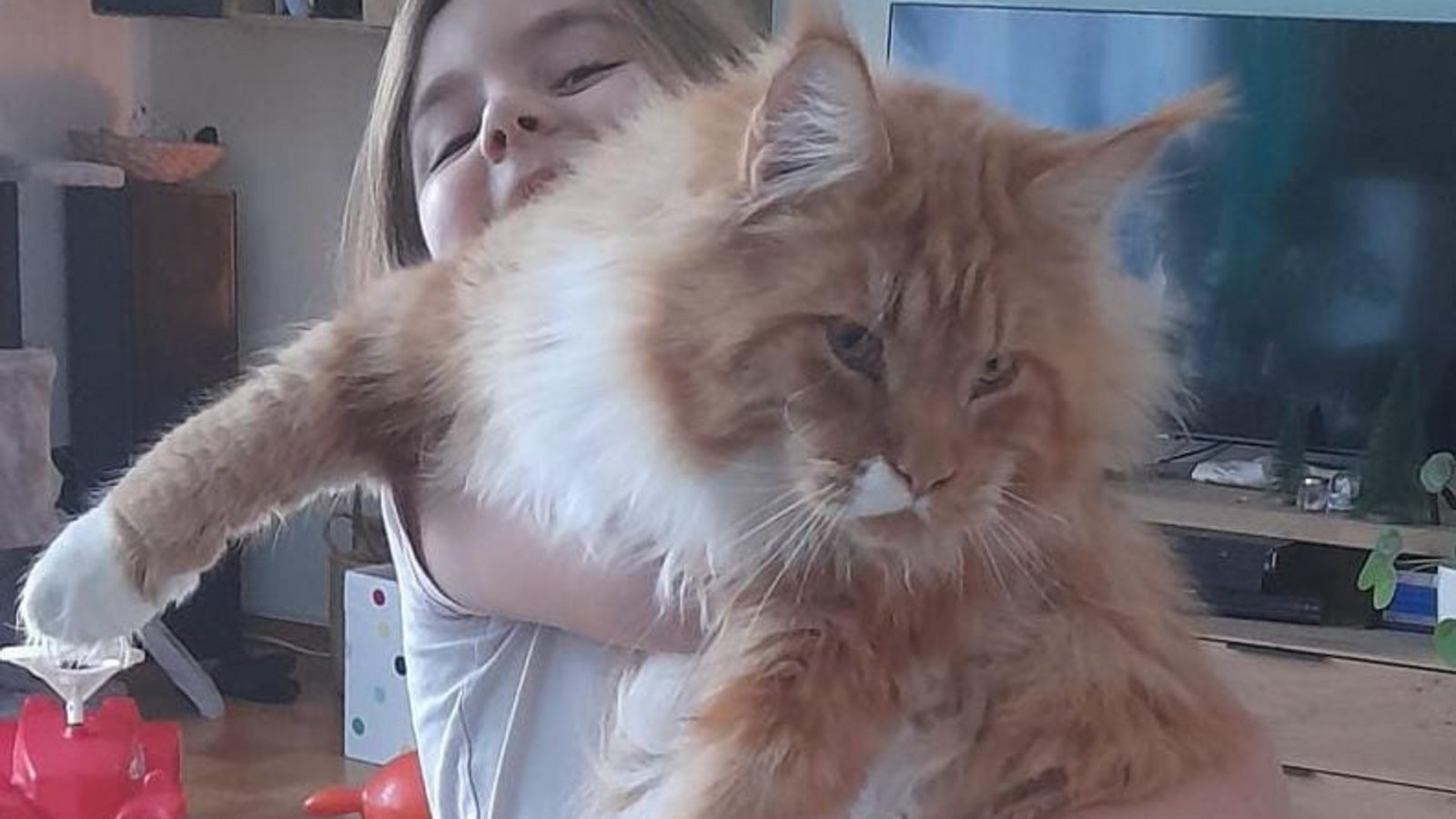 Das Rätsel um das Tier „Im Kasten“ vom Samstag ist gelöst: Familie Grundgeiger aus Aurich hat ihren Maine-Coon-Kater erkannt. Der „Kleine“ ist erst ein Jahr alt und sieben Kilogramm schwer – die Kater können laut Papa Grundgeiger bis zu zwölf Kilogramm schwer werden. Noch kann Töchterchen Marie den Burschen lupfen. Foto: p Das Rätsel um das Tier „Im Kasten“ vom Samstag ist gelöst: Familie Grundgeiger aus Aurich hat ihren Maine-Coon-Kater erkannt. Der „Kleine“ ist erst ein Jahr alt und sieben Kilogramm schwer – die Kater können laut Papa Grundgeiger bis zu zwölf Kilogramm schwer werden. Noch kann Töchterchen Marie den Burschen lupfen. Foto: p