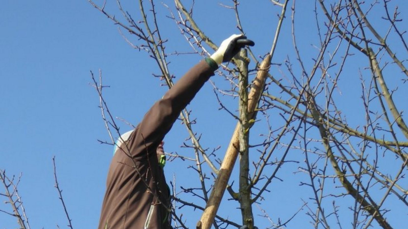 Schnipp, schnapp: Der Schnitt von Streuobstbäumen wird weiterhin vom Land finanziell unterstützt. Foto: LE/Bernhard Reisch