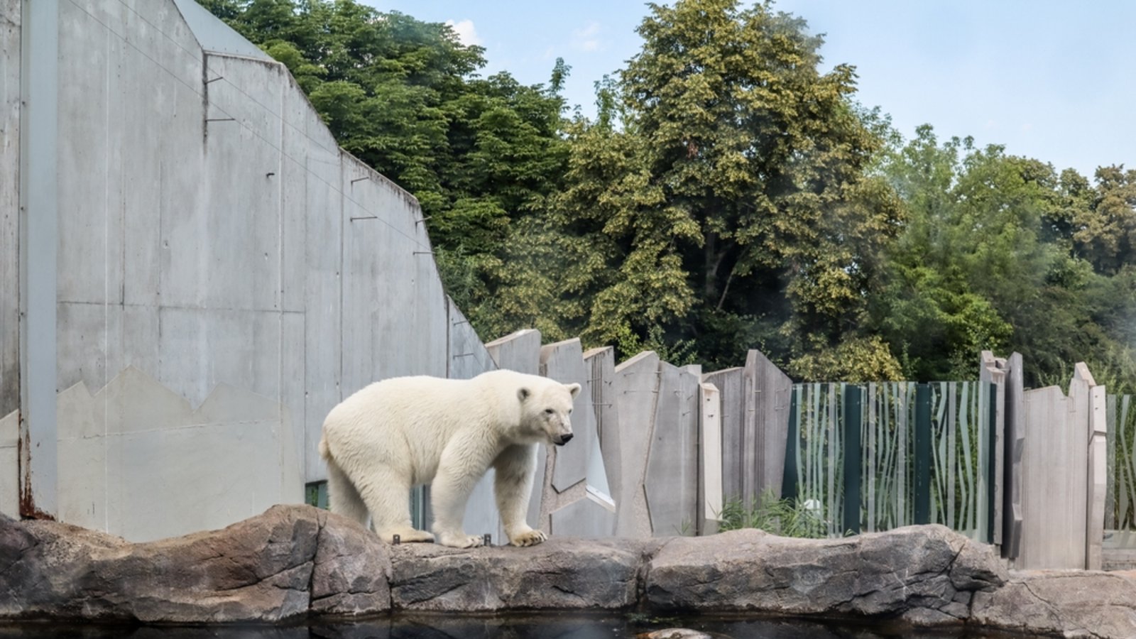Eisbären brauchen ein großes Wasserbecken.Foto: Pixel-Shot / shutterstock.com