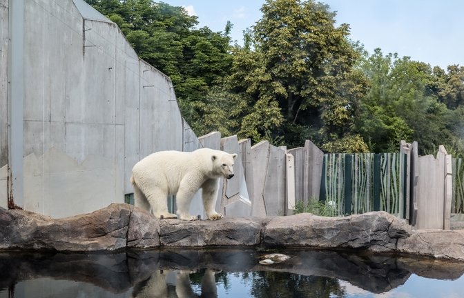 Eisbären brauchen ein großes Wasserbecken.<span class='image-autor'>Foto: Pixel-Shot / shutterstock.com</span>