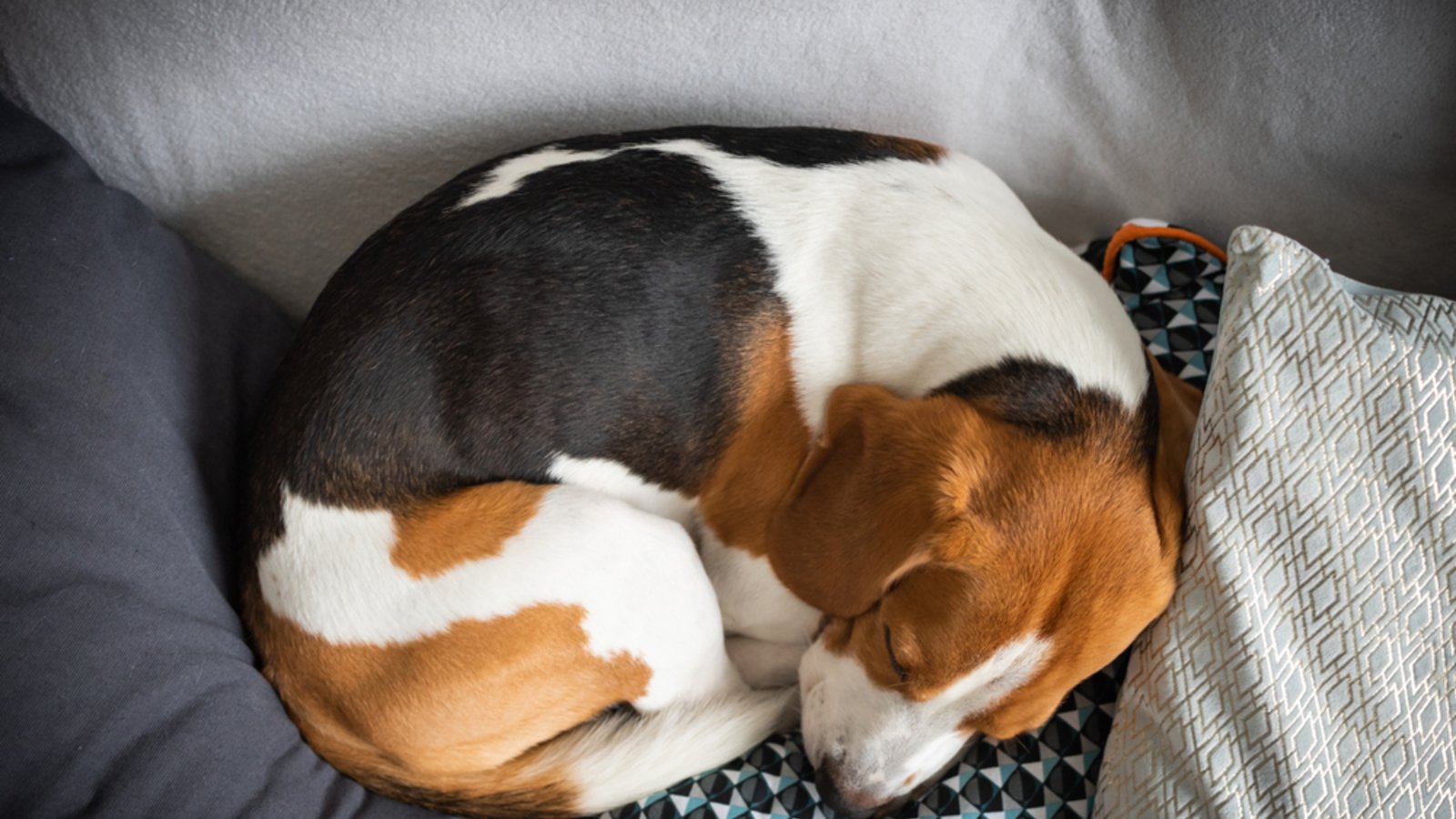 Fuchs-Körperstellung: Der Hund möchte sich wärmen oder sucht Geborgenheit.Foto: Przemek Iciak/ Shutterstock