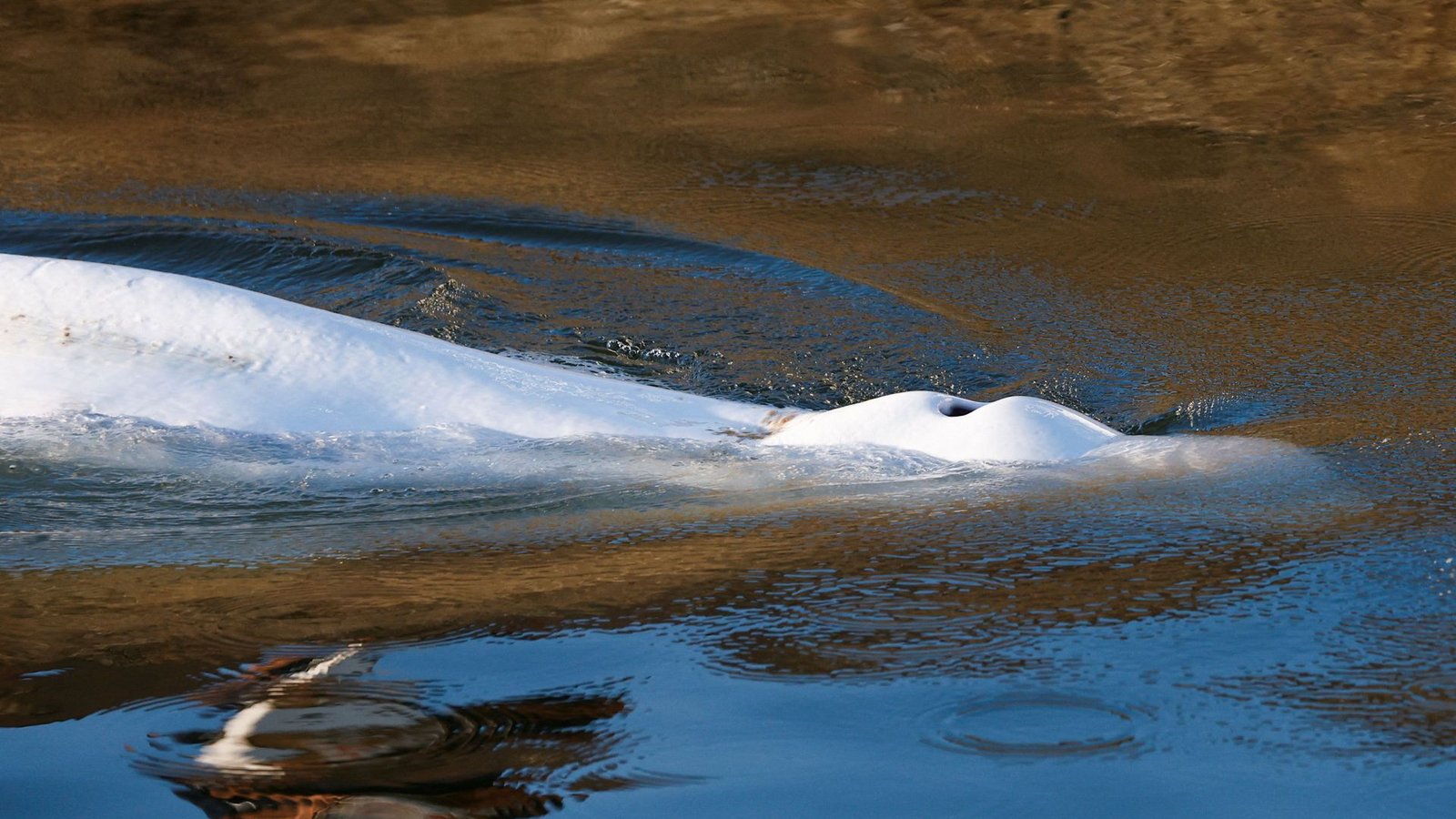 Der Beluga war am Wochenende rund 70 Kilometer von Paris entfernt in einer Flussschleuse lokalisiert worden.Foto: AFP/BENOIT TESSIER