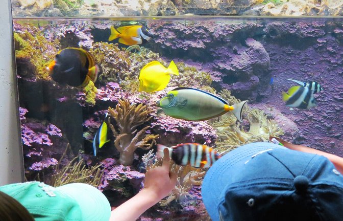 Die Wilhelma bietet in den Sommerferien Kindern besondere Angebote, auch im und um das Aquarium.<span class='image-autor'>Foto: Wilhelma Stuttgart</span>