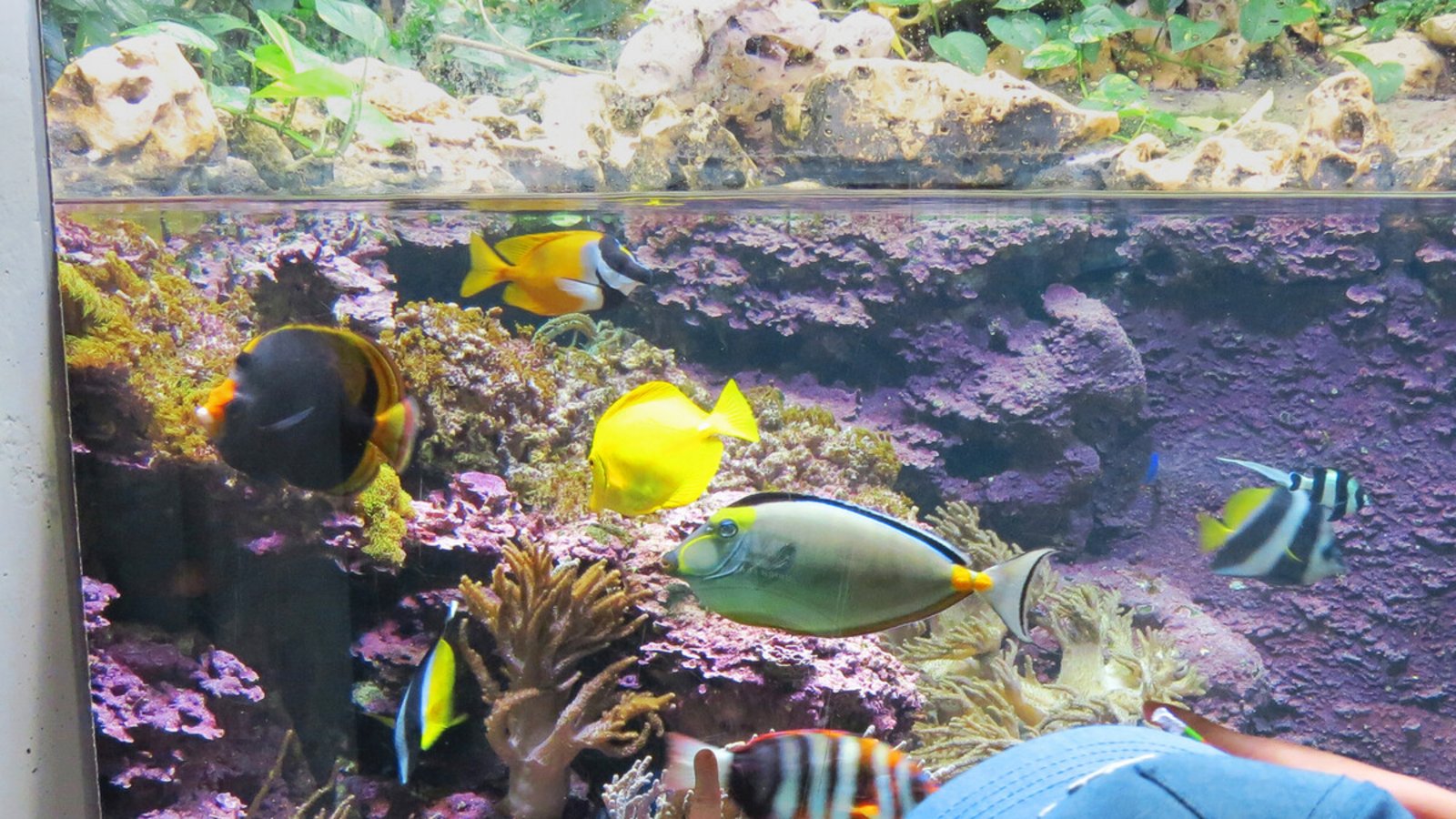 Die Wilhelma bietet in den Sommerferien Kindern besondere Angebote, auch im und um das Aquarium.Foto: Wilhelma Stuttgart Die Wilhelma bietet in den Sommerferien Kindern besondere Angebote, auch im und um das Aquarium.Foto: Wilhelma Stuttgart