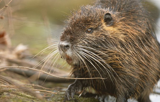 Zwei Biber haben sich auf die B10 bei Ulm verirrt – die Polizei rettete die Tiere (Archivbild).<span class='image-autor'>Foto: www.imago-images.de/IMAGO/A. von Dueren</span>