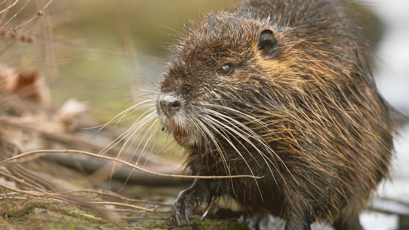 Zwei Biber haben sich auf die B10 bei Ulm verirrt – die Polizei rettete die Tiere (Archivbild).Foto: www.imago-images.de/IMAGO/A. von Dueren Zwei Biber haben sich auf die B10 bei Ulm verirrt – die Polizei rettete die Tiere (Archivbild).Foto: www.imago-images.de/IMAGO/A. von Dueren