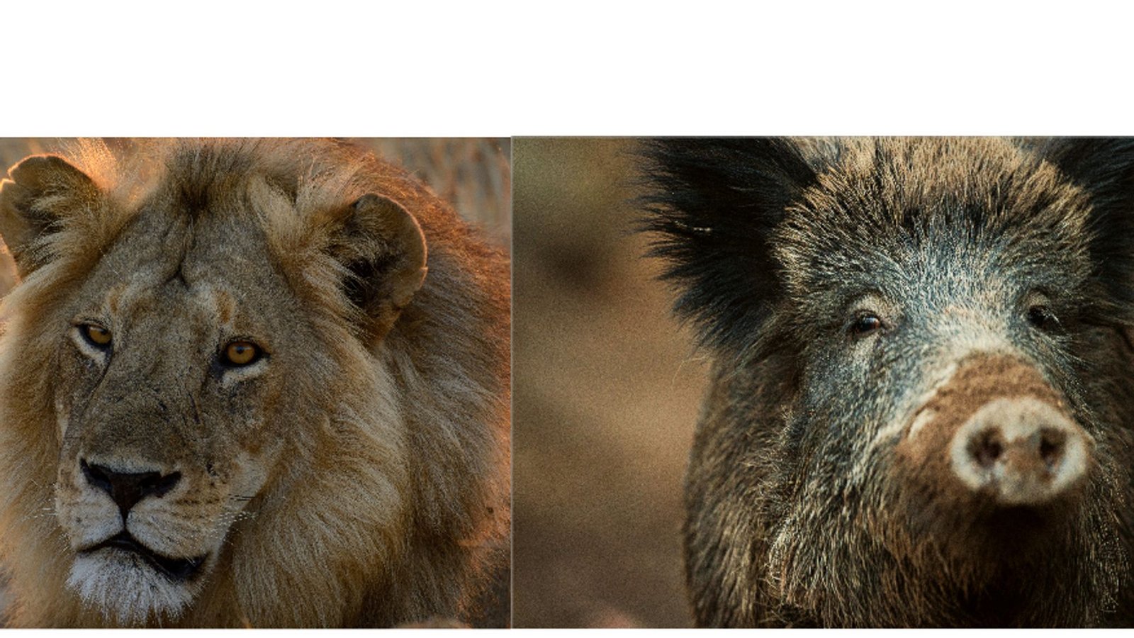 Sehen sich (fast) zum Verwechseln ähnlich: Afrikanischer Löwe und Europäisches Wildschwein.Foto: Roger De La Harpe/Asilia Afrika/dpa/picture alliance / Lino Mirgeler/dpa Sehen sich (fast) zum Verwechseln ähnlich: Afrikanischer Löwe und Europäisches Wildschwein.Foto: Roger De La Harpe/Asilia Afrika/dpa/picture alliance / Lino Mirgeler/dpa