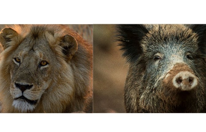 Sehen sich (fast) zum Verwechseln ähnlich: Afrikanischer Löwe und Europäisches Wildschwein.<span class='image-autor'>Foto: Roger De La Harpe/Asilia Afrika/dpa/picture alliance / Lino Mirgeler/dpa</span>