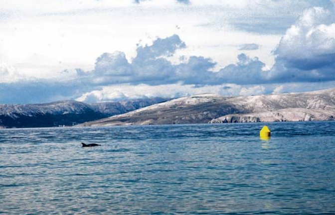 Sorgt für Aufregung bei den Urlaubern: Delfin in kroatischer Bucht. Foto: Rücker