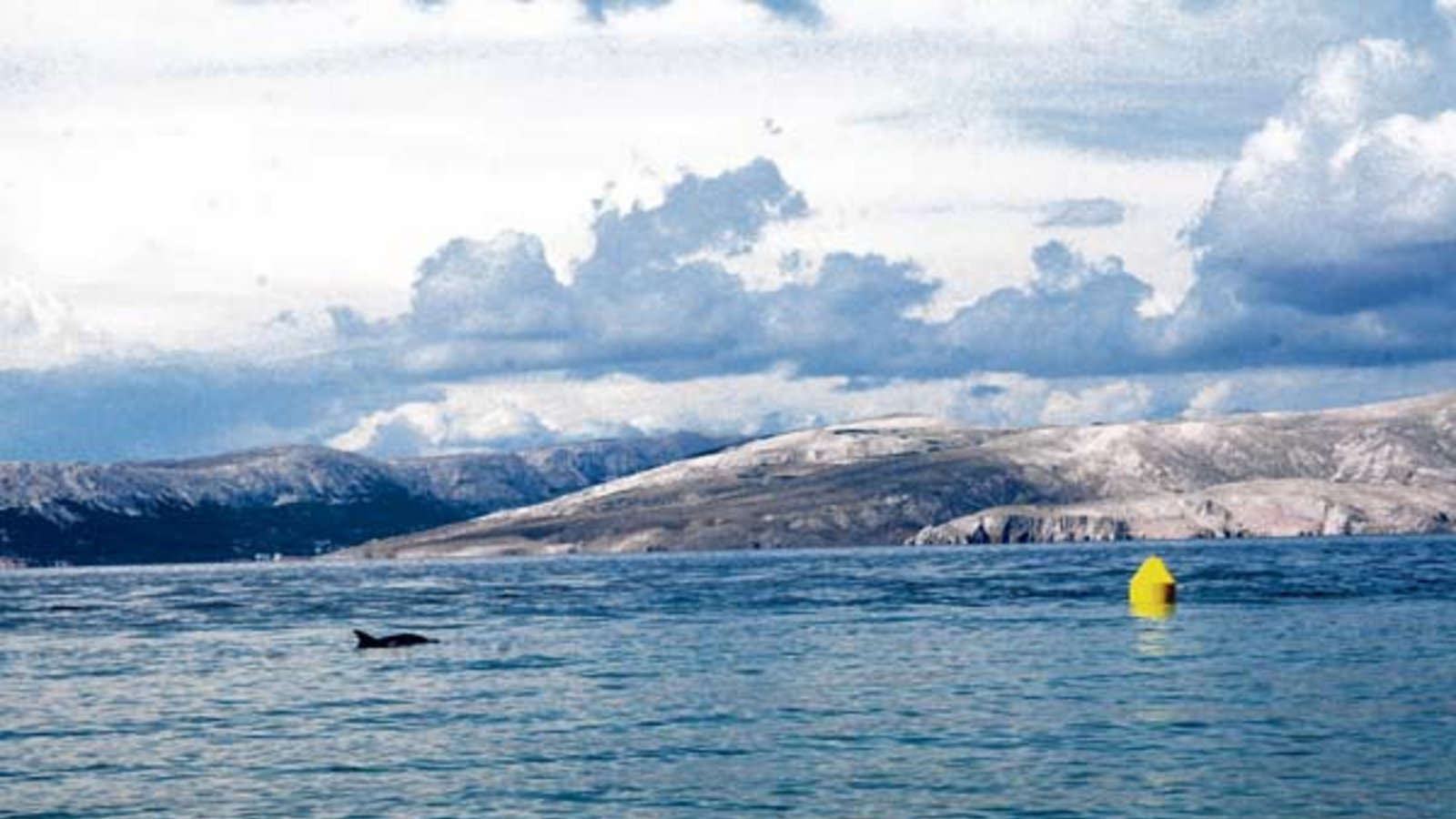 Sorgt für Aufregung bei den Urlaubern: Delfin in kroatischer Bucht. Foto: Rücker