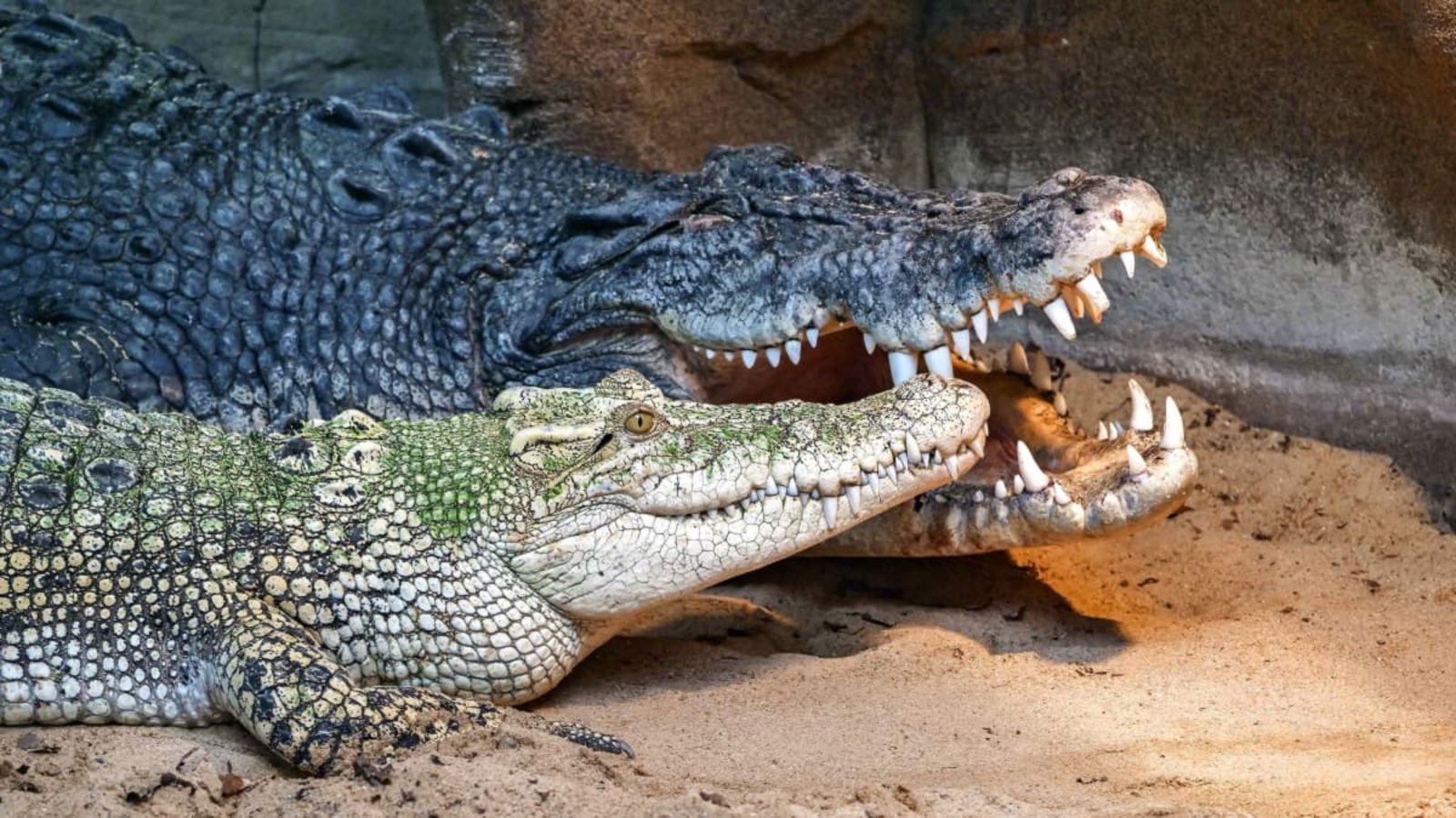Die beiden Leistenkrokodile in der Wilhelma: Tong, das weiße Weibchen (links) frisst gerne mal Plastikteile. Neben ihr Frederick.Wilhelma Stuttgart / Harald Knitter Die beiden Leistenkrokodile in der Wilhelma: Tong, das weiße Weibchen (links) frisst gerne mal Plastikteile. Neben ihr Frederick.Wilhelma Stuttgart / Harald Knitter