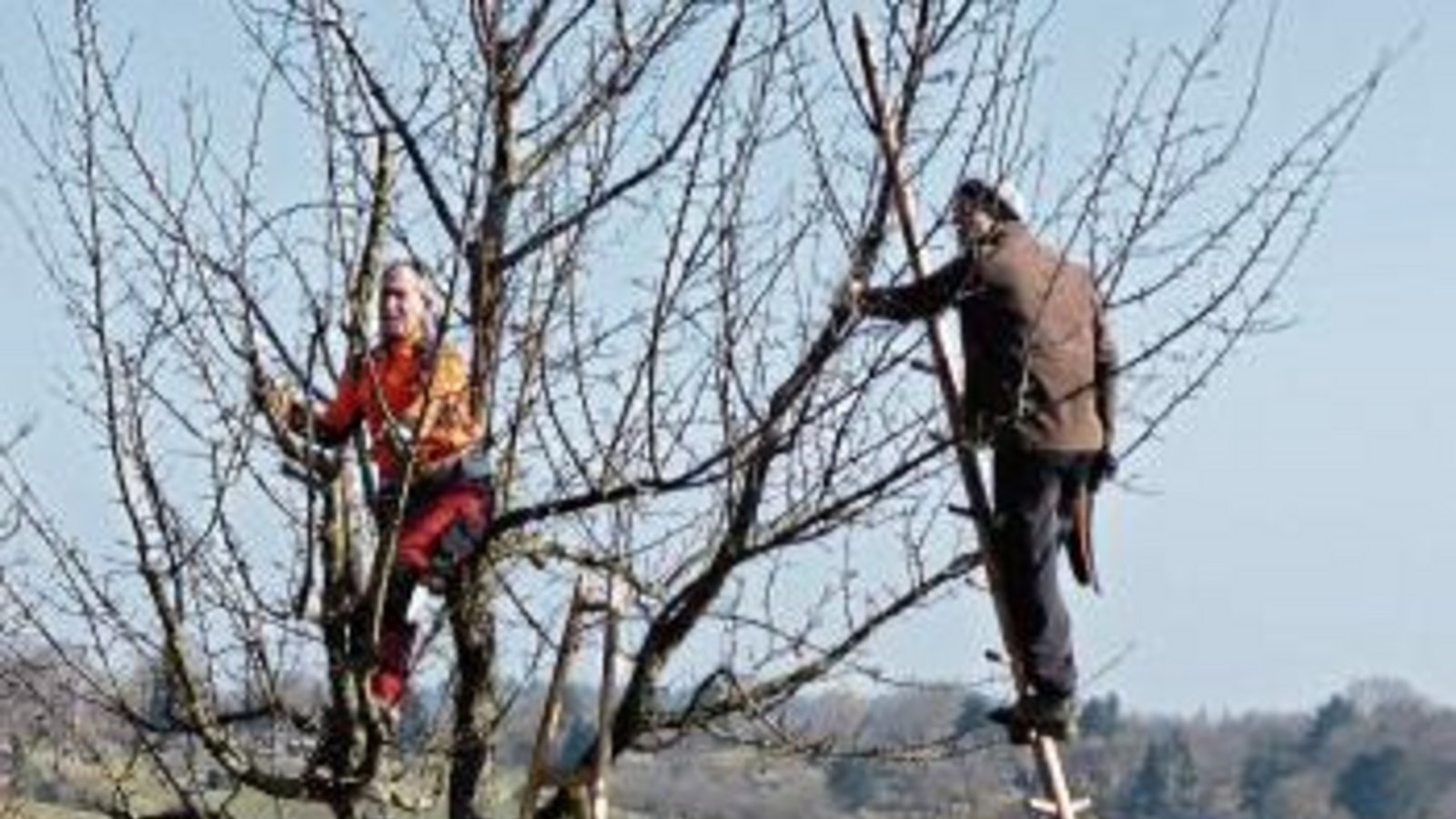 Das Programm soll Obstwiesen-Besitzer bei der Baumpflege unterstützen. Foto: Enzkreis Das Programm soll Obstwiesen-Besitzer bei der Baumpflege unterstützen. Foto: Enzkreis