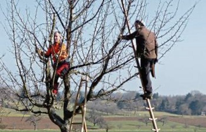 Das Programm soll Obstwiesen-Besitzer bei der Baumpflege unterstützen.  Foto: Enzkreis