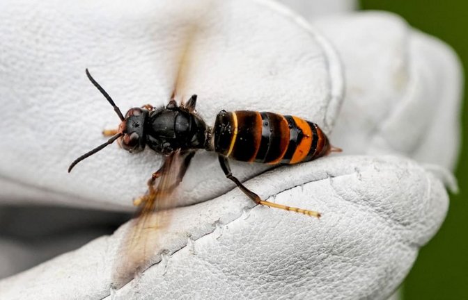 Die Asiatische Hornisse (Vespa velutina nigrithorax) bretet sich auch im Rems-Murr-Kreis immer weiter aus.<span class='image-autor'>Axel Heimken/dpa</span>