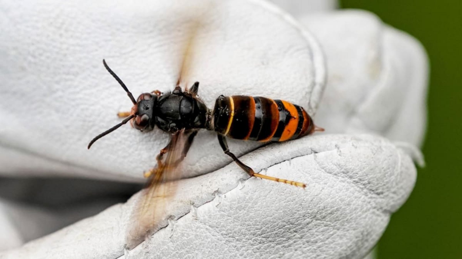 Die Asiatische Hornisse (Vespa velutina nigrithorax) bretet sich auch im Rems-Murr-Kreis immer weiter aus.Axel Heimken/dpa