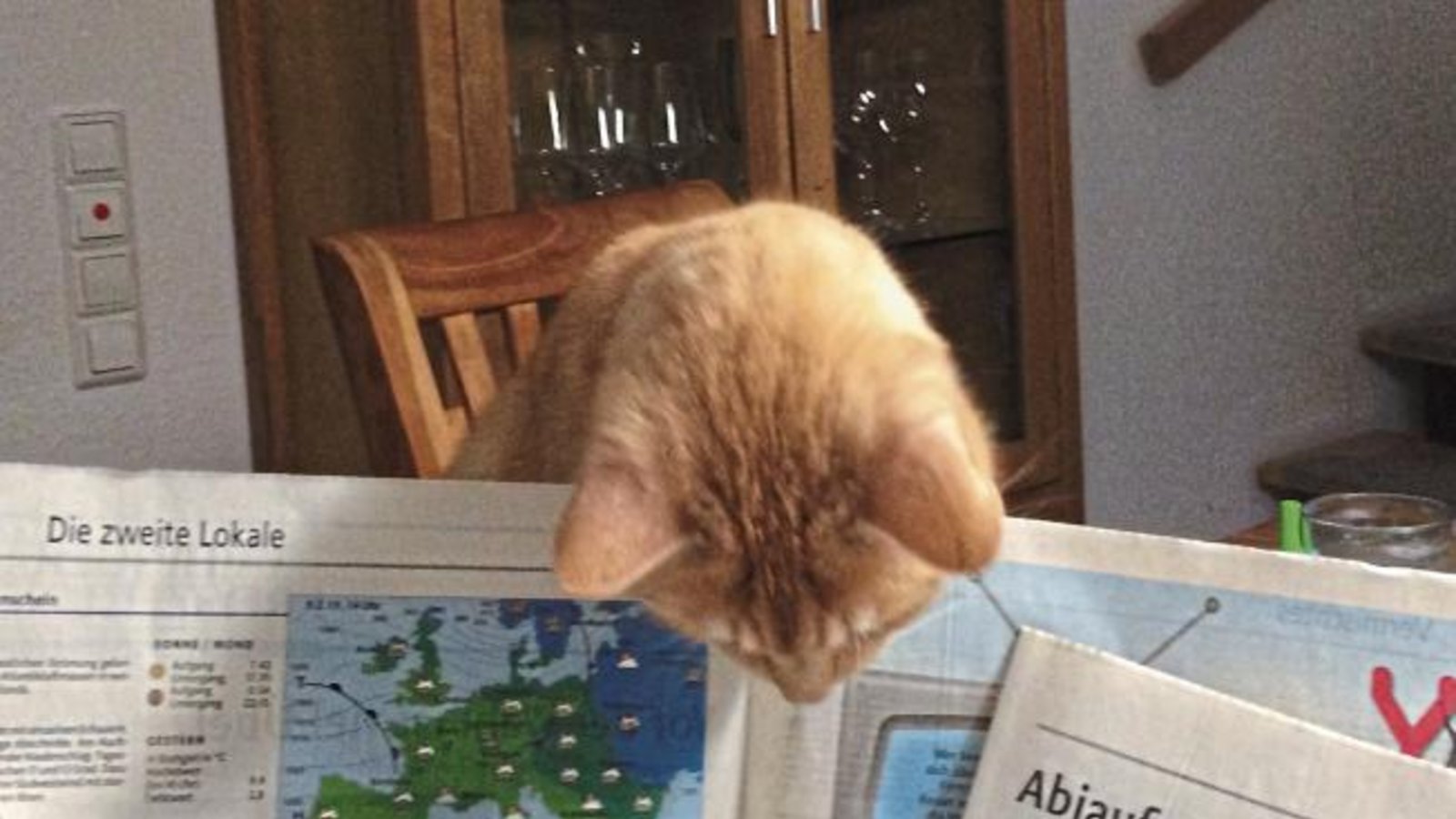 Momo, der Kater von Leserin Sandra Knospe, liest die VKZ von oben.