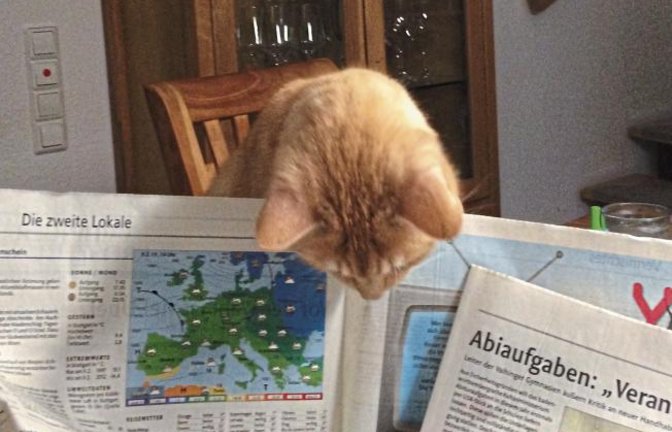Momo, der Kater von Leserin Sandra Knospe, liest die VKZ von oben.
