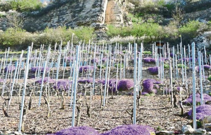Auf einer Wanderung zwischen Roßwag und Mühlhausen ist unser Leser Siegfried Beck auf eine neue Rebsorte gestoßen: den „violetten Lemberger“. Er ist nicht der Einzige, dem dieser Farbtupfer ins Auge gesprungen ist. Auch Leserin Gay Wrobel hat der VKZ ein Foto davon geschickt.