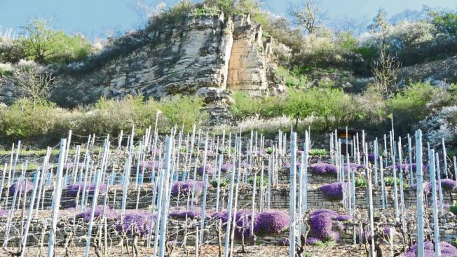 Auf einer Wanderung zwischen Roßwag und Mühlhausen ist unser Leser Siegfried Beck auf eine neue Rebsorte gestoßen: den „violetten Lemberger“. Er ist nicht der Einzige, dem dieser Farbtupfer ins Auge gesprungen ist. Auch Leserin Gay Wrobel hat der VKZ ein Foto davon geschickt. Auf einer Wanderung zwischen Roßwag und Mühlhausen ist unser Leser Siegfried Beck auf eine neue Rebsorte gestoßen: den „violetten Lemberger“. Er ist nicht der Einzige, dem dieser Farbtupfer ins Auge gesprungen ist. Auch Leserin Gay Wrobel hat der VKZ ein Foto davon geschickt.