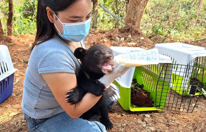 Gerettet, aber immer hungrig: Eine Tierschützerin füttert ein Bärenjunges mit dem Fläschchen.<span class='image-autor'>Foto: „Free the Bears“</span>