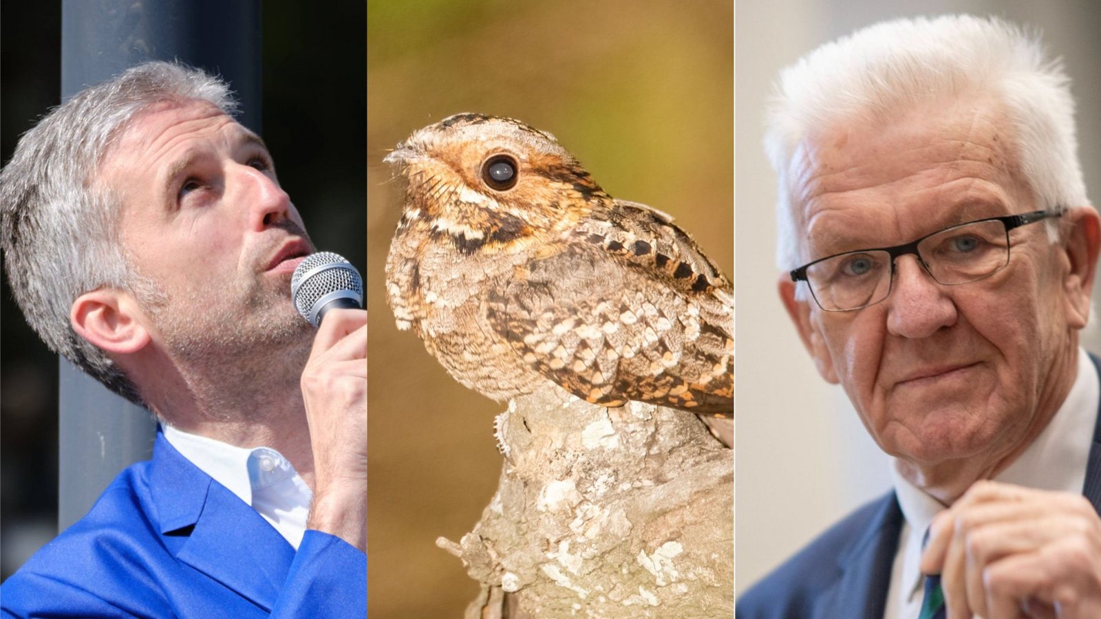 Vogelart Mit C