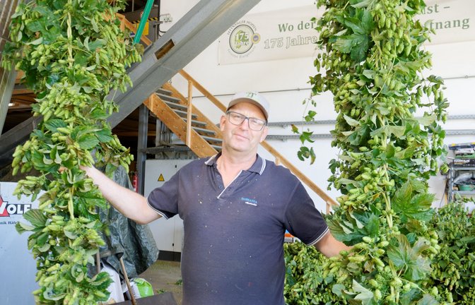 Wolfgang Ruther mit Hopfenranken vor seiner Pflückmaschine. Mit 62 Hektar hat er in Tettnang die größte Hopfenanbaufläche.<span class='image-autor'>Foto: Ulrich Lancé</span>