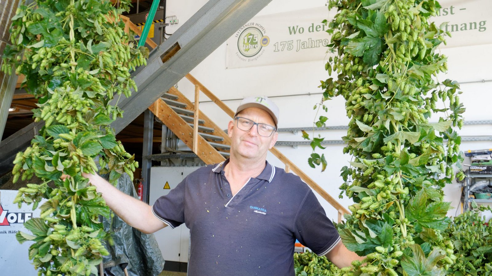 Wolfgang Ruther mit Hopfenranken vor seiner Pflückmaschine. Mit 62 Hektar hat er in Tettnang die größte Hopfenanbaufläche.Foto: Ulrich Lancé Wolfgang Ruther mit Hopfenranken vor seiner Pflückmaschine. Mit 62 Hektar hat er in Tettnang die größte Hopfenanbaufläche.Foto: Ulrich Lancé